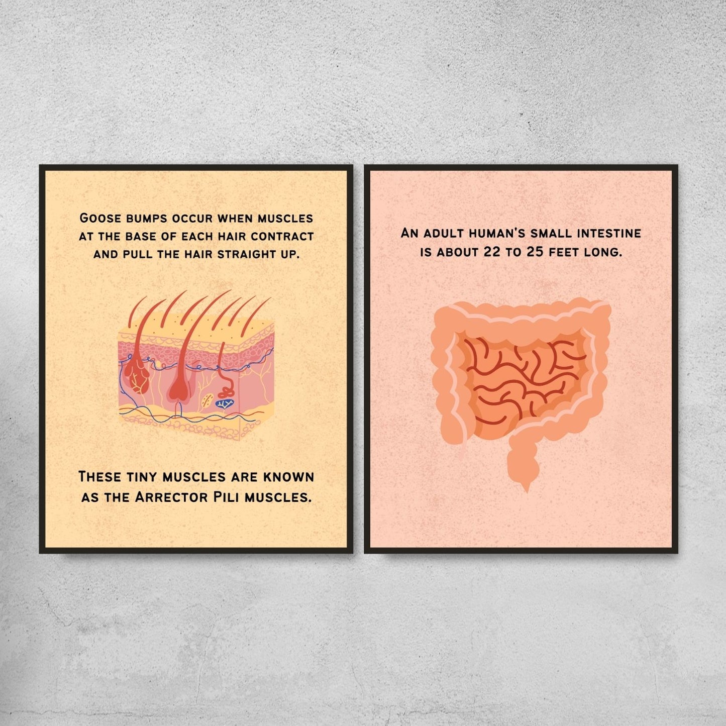 Fun Facts Posters for Biology Classroom Decor