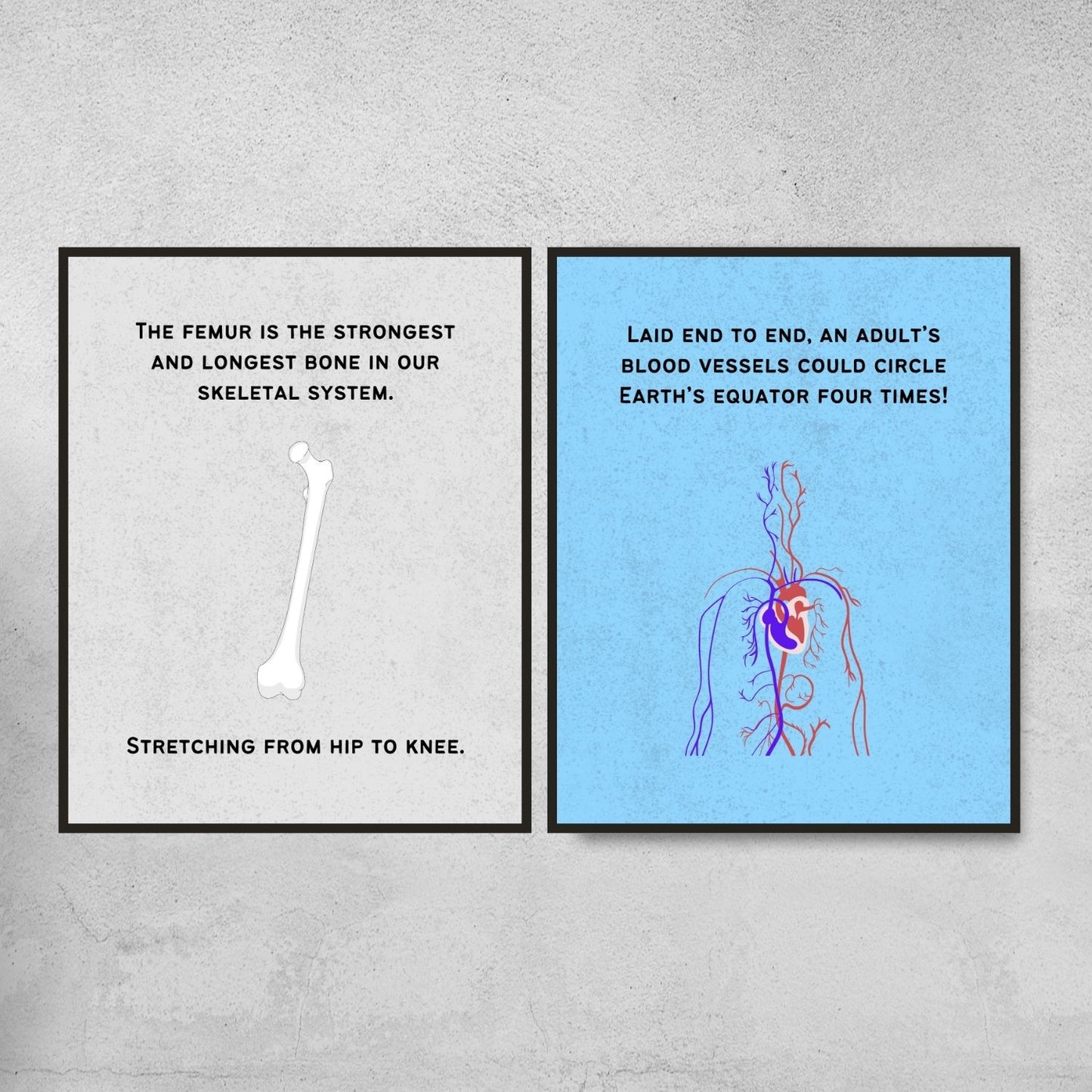 Fun Facts Posters for Biology Classroom Decor