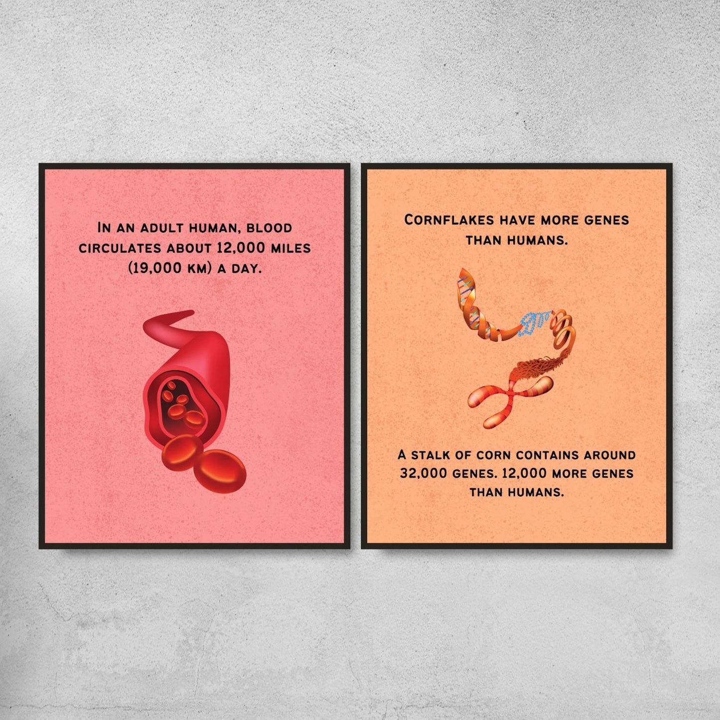 Fun Facts Posters for Biology Classroom Decor