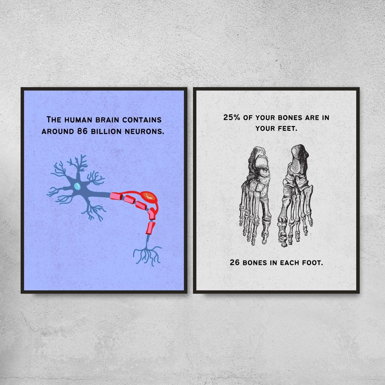 Fun Facts Posters for Biology Classroom Decor