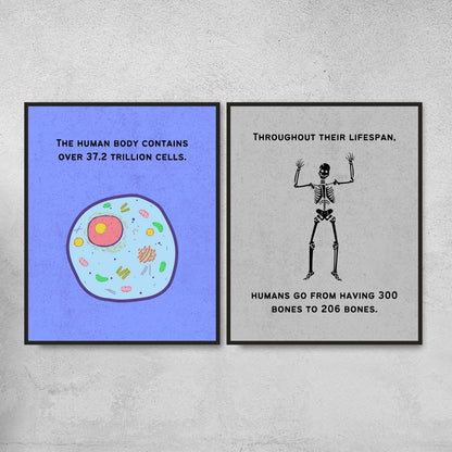 Fun Facts Posters for Biology Classroom Decor