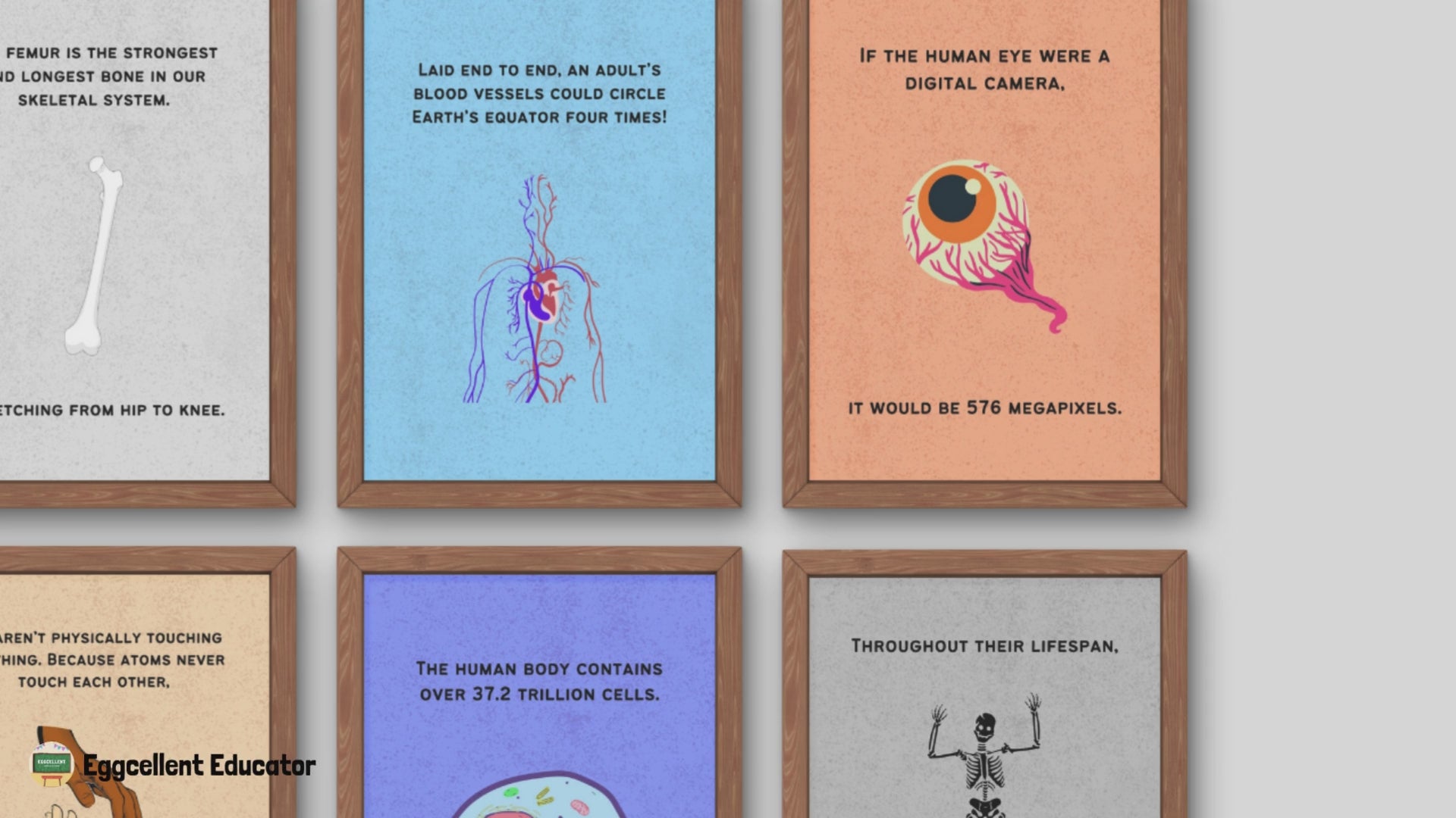 Fun Facts Posters for Biology Classroom Decor