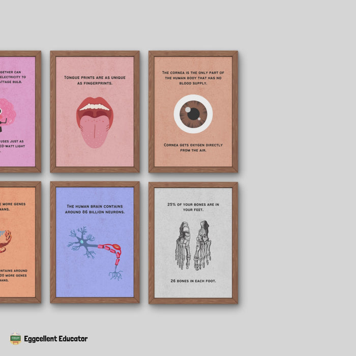 Fun Facts Posters for Biology Classroom Decor