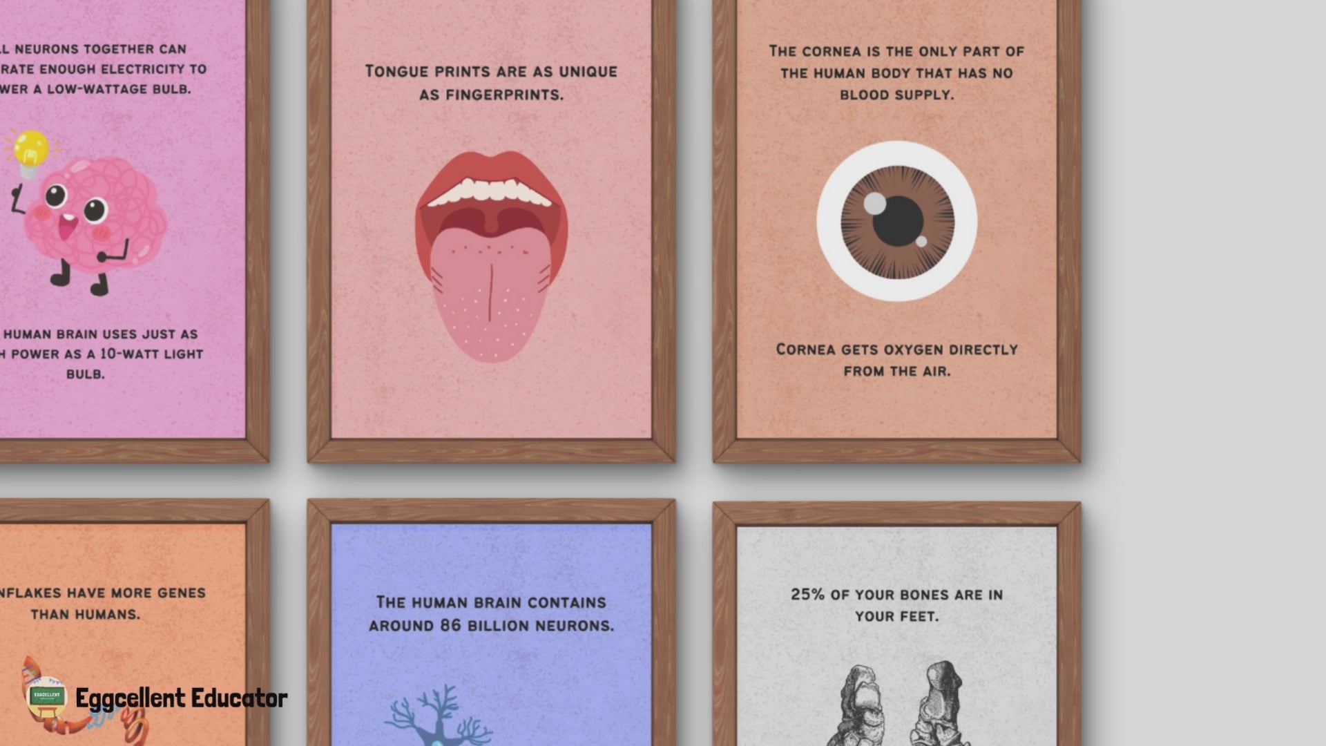 Fun Facts Posters for Biology Classroom Decor